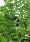 Chat cach&eacute; parmi les feuillages verdoyants